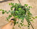 6" Ficus Repens Creeping Fig Green 